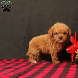 Goldilocks, Maltipoo Puppy